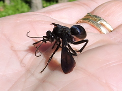 Anoplius depressipes