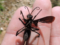 Anoplius depressipes