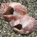 Triangle Barnacle - Photo (c) wild_wind, some rights reserved (CC BY), uploaded by wild_wind