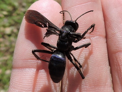 Anoplius depressipes