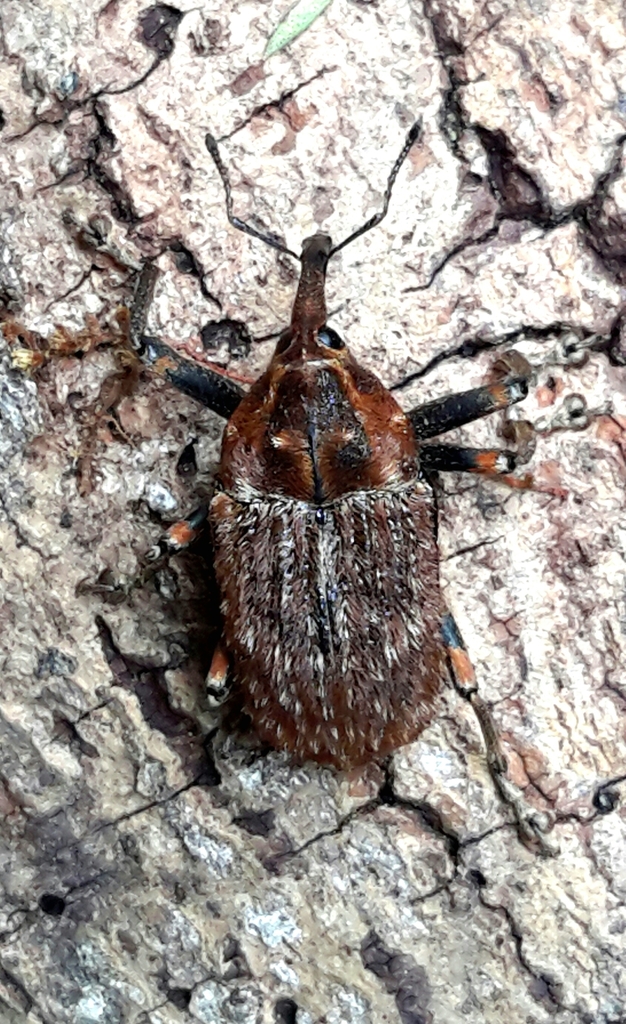 Elephant Weevil