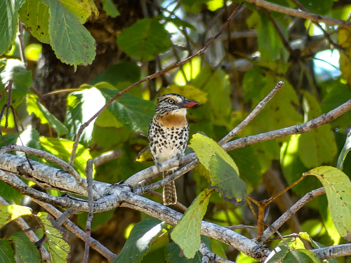 Spot-backed Puffbird