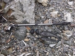 Odax pullus