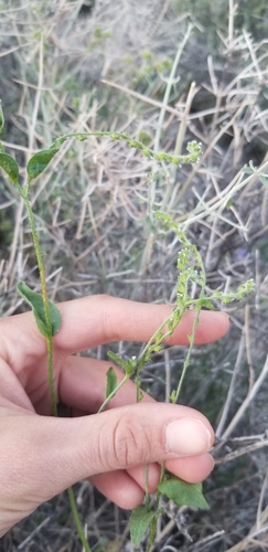 Cryptantha dumetorum observed 2023-04-22