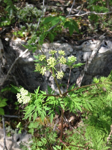 Image of Thaspium pinnatifidum by no rights reserved