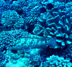 Epinephelus polyphekadion