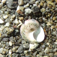 Micrelenchus tessellatus