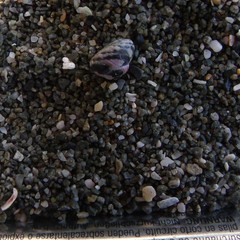 Micrelenchus tessellatus