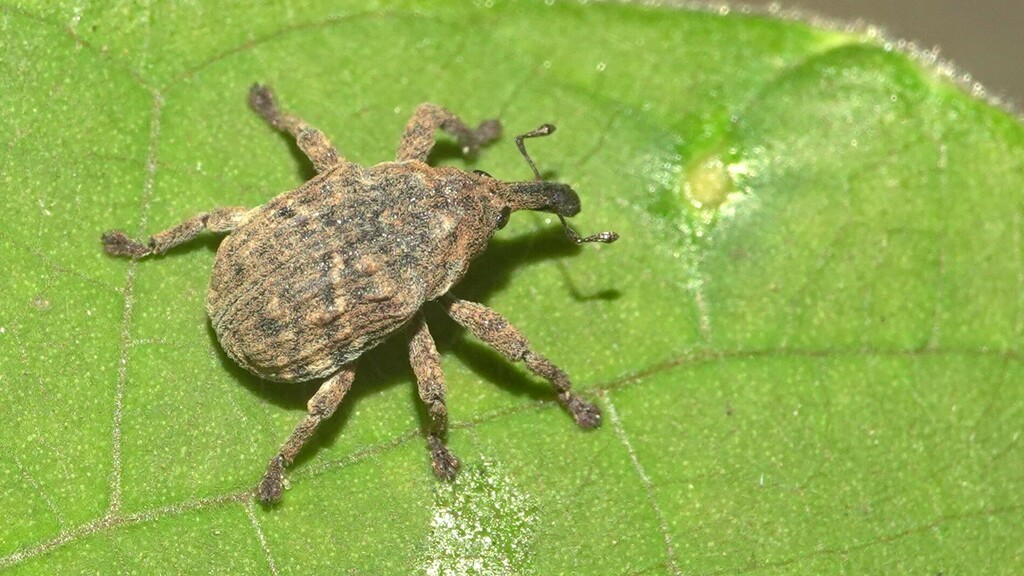 Teluropus ballardi