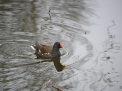 Gallinula chloropus