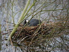Fulica atra