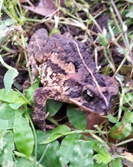Incilius porteri