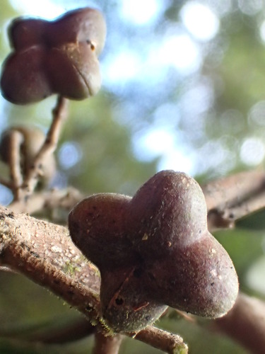 Melicope wawraeana