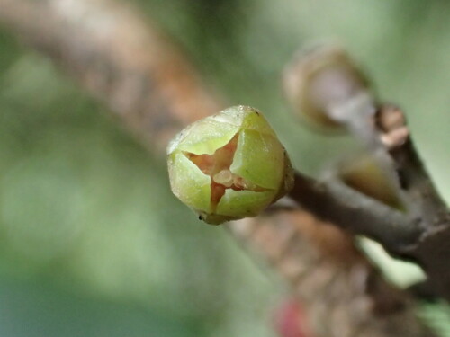 Melicope wawraeana