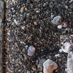 Micrelenchus tessellatus