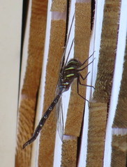 Aeshna umbrosa umbrosa