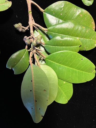 Melicope wawraeana