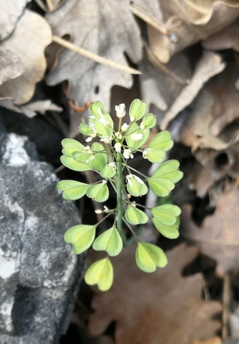 peniažtek prerastenolistý (Noccaea perfoliata)