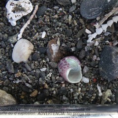 Micrelenchus purpureus