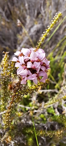 Image of Disparago ericoides by (c) Liezl van der Merwe, some rights reserved (CC BY)