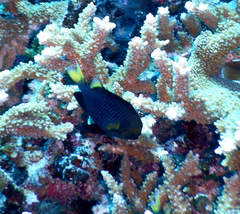 Dascyllus flavicaudus
