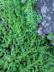 Galium productum image