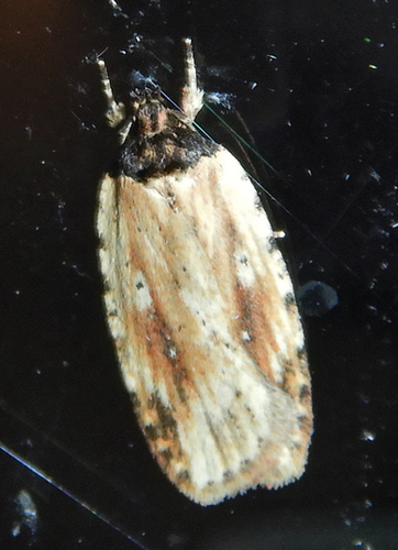 Beggartick Leaffolder Moth photo 5