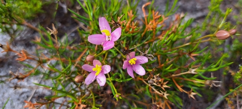 Image of Chironia linoides by (c) Liezl van der Merwe, some rights reserved (CC BY)