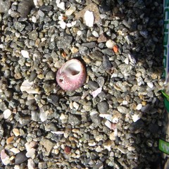 Micrelenchus sanguineus