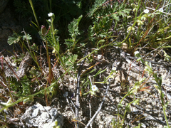 Pectocarya anisocarpa