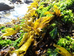 Mazzaella laminarioides