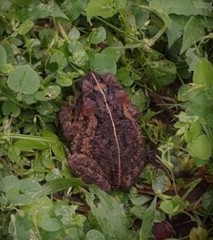 Incilius porteri