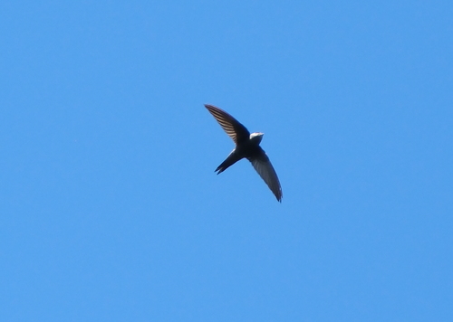 Vencejo unicolor (Apus unicolor)