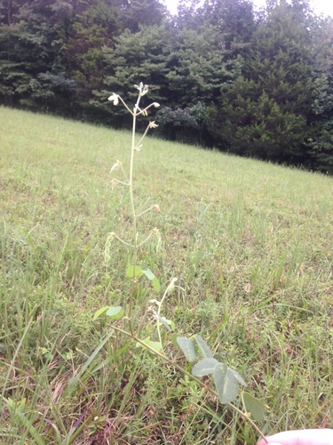 Image of Desmodium ochroleucum by no rights reserved