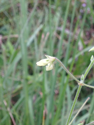 Image of Desmodium ochroleucum by no rights reserved