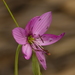 Geissorhiza foliosa - Photo (c) lennartn, algunos derechos reservados (CC BY-NC), subido por lennartn