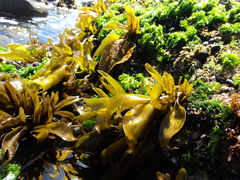 Mazzaella laminarioides