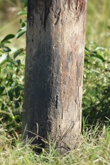 Sus scrofa domesticus