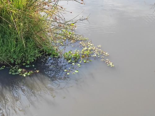 Hydrocotyle ranunculoides image