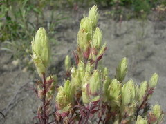 Castilleja pallida
