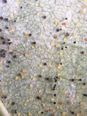 Phyllactinia fraxini