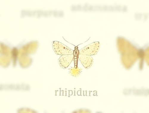 Idaea rhipidura · iNaturalist