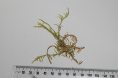 Acrocladium chlamydophyllum