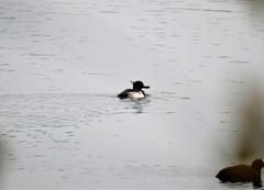 Aythya fuligula
