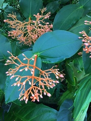 Medinilla scortechinii