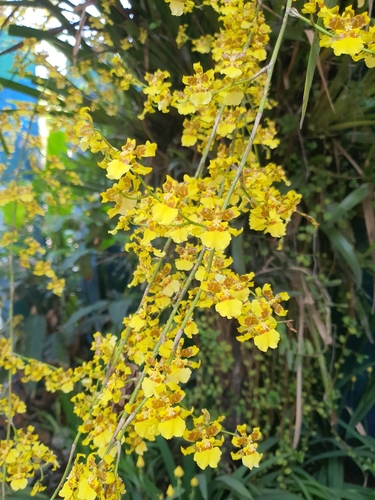 Oncidium sphacelatum