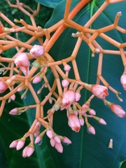 Medinilla scortechinii
