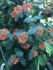 Medinilla scortechinii