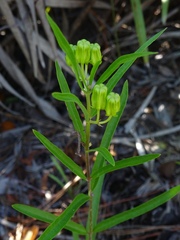 Asclepias pedicellata
