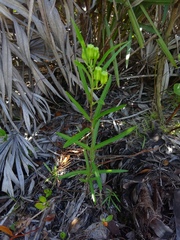 Asclepias pedicellata